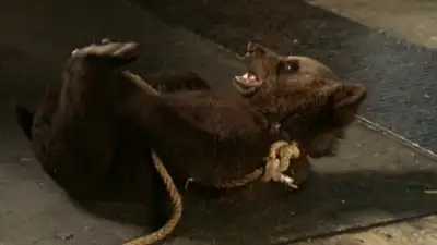 Der Bär ist los