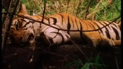 Land of the Tiger