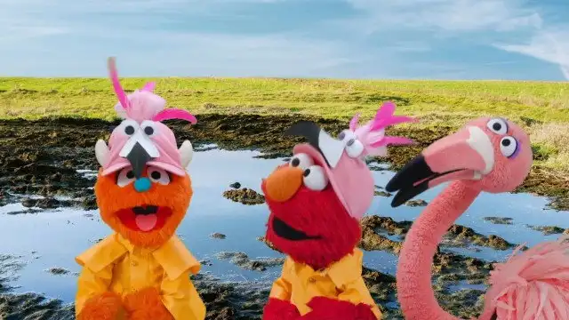 The Flamingo Scoop