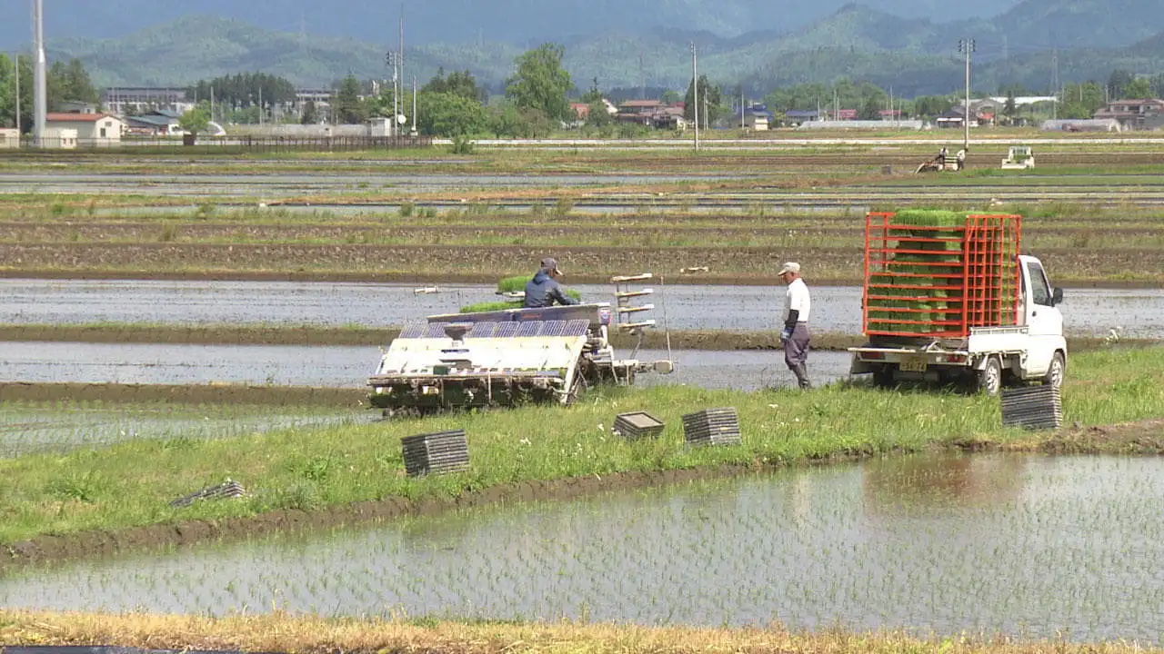 Rice Cultivation