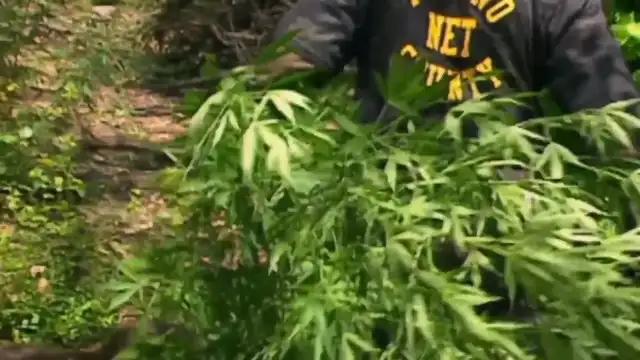 COPS - Fresno, California