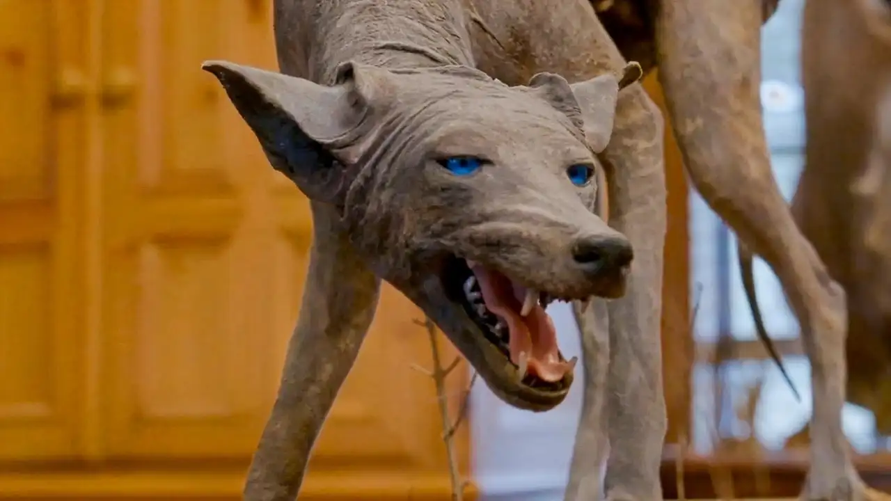 Texas Chupacabra