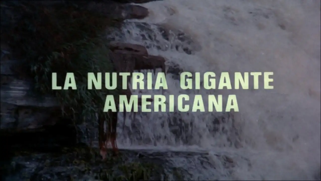 The Giant Otter