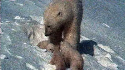 Kingdom of the Ice Bear: The Frozen Ocean
