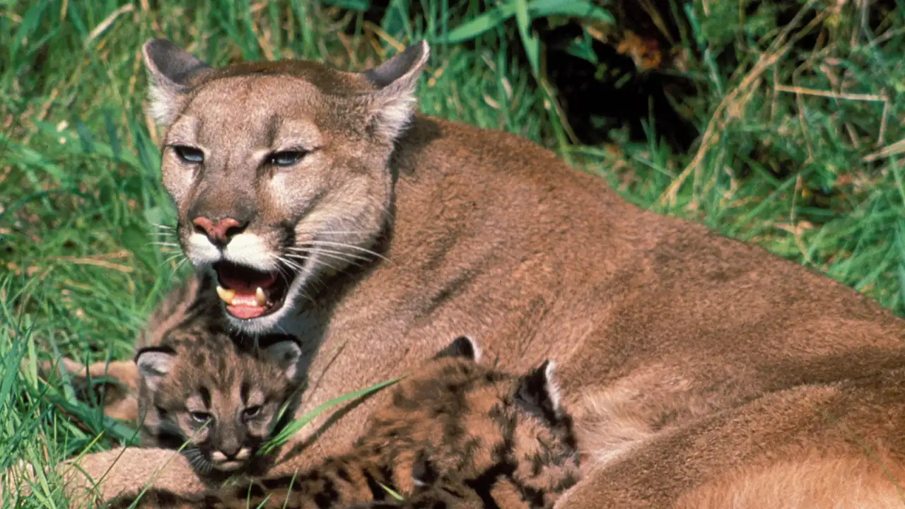Trail of the Cougar