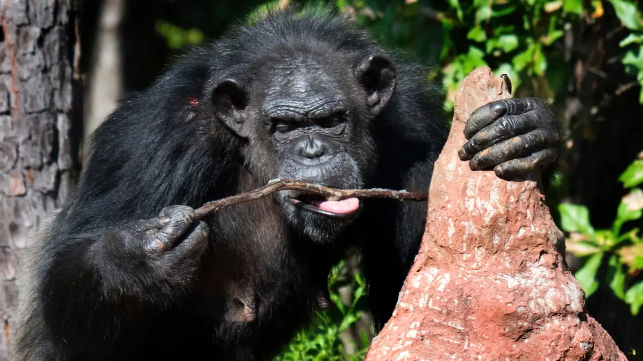 Welcome to Chimp Haven