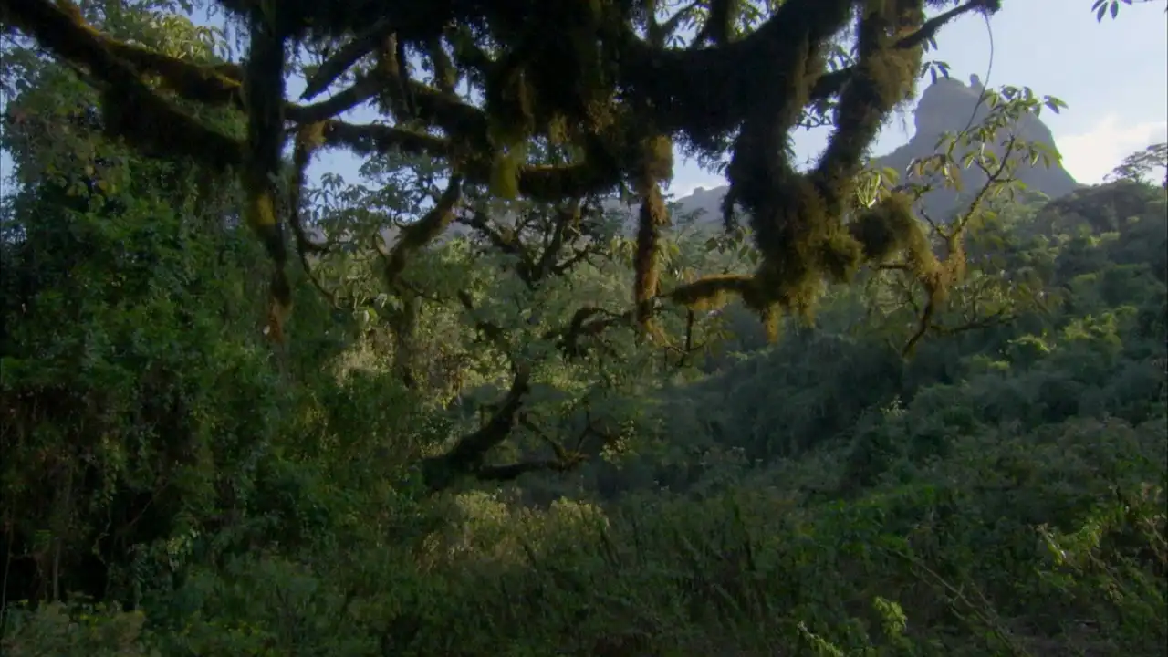 Deleted Scene - Harenna Forest