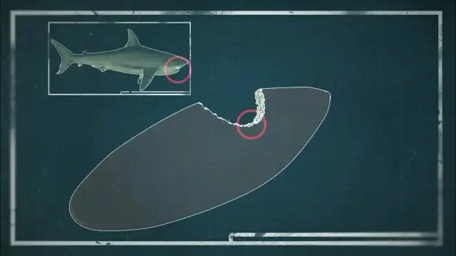 Sheppton Mine Disaster, Shark Attack, Erie Collar Bomb