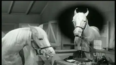 Saddles and Gowns