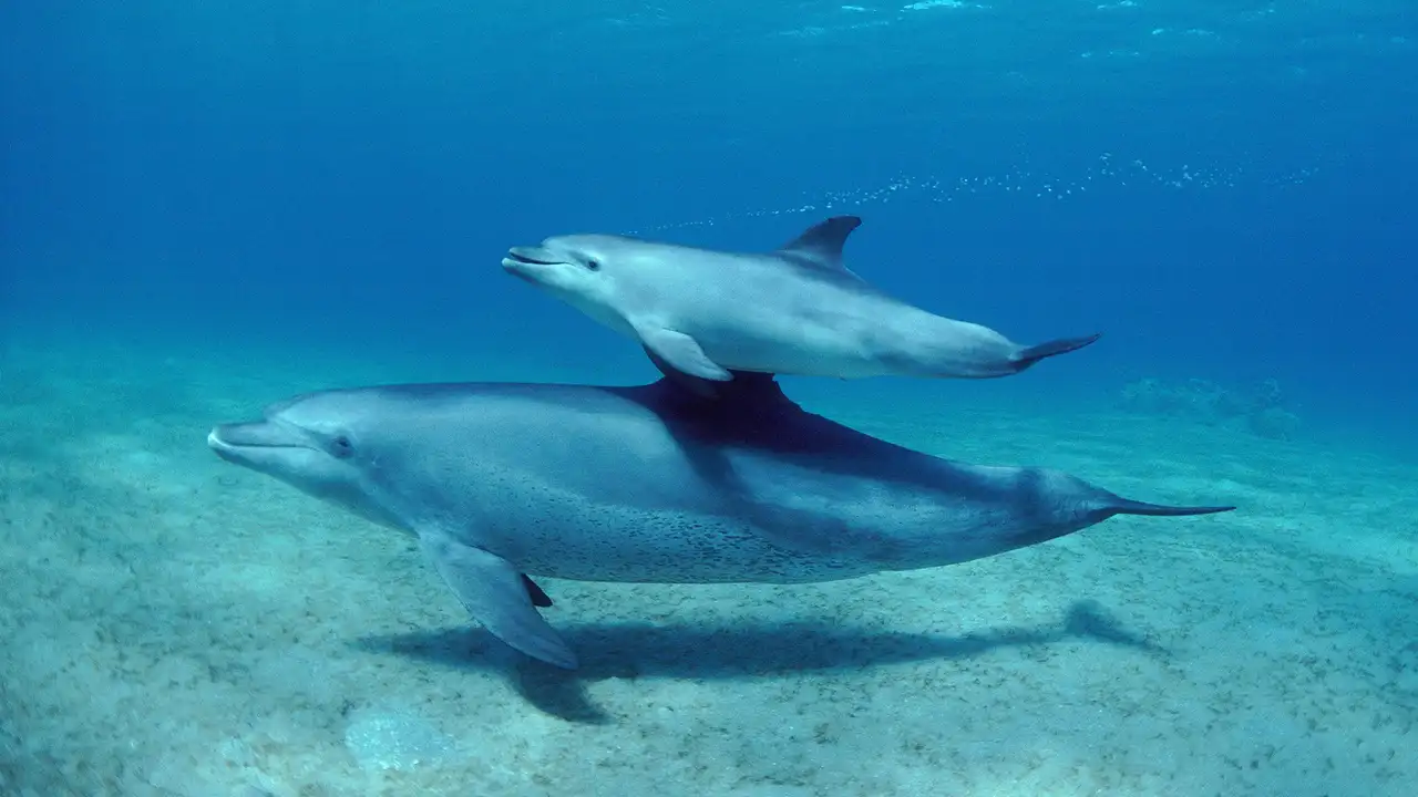 Parenthood: Oceans