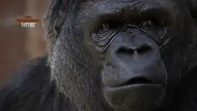 A Conversation with Koko