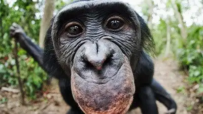 Bonobos