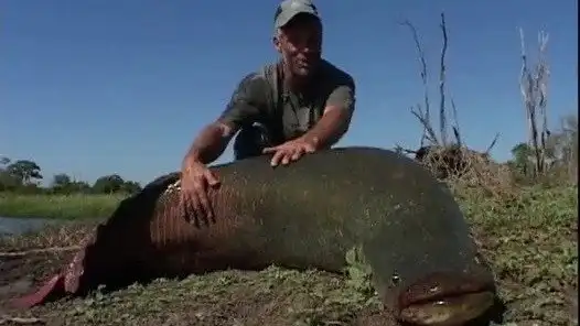 The Lost Reels – Amazonian Giant
