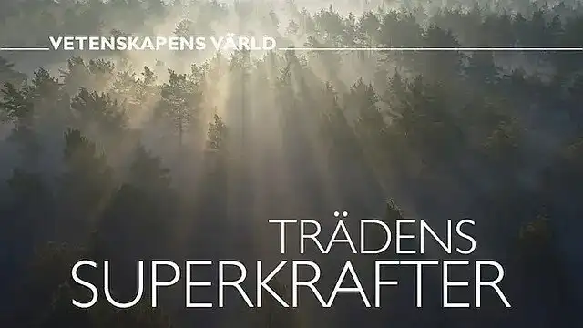 Trädens superkrafter