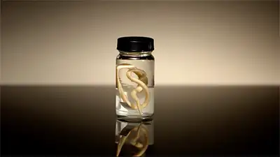Presidential Premonition, Lost Treasure of Jean Lafitte and Immortal Worms