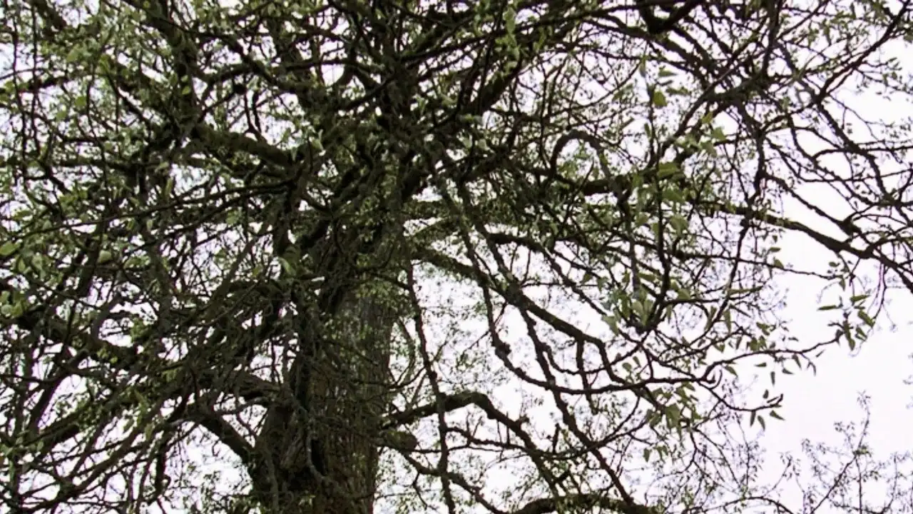 Old Tree