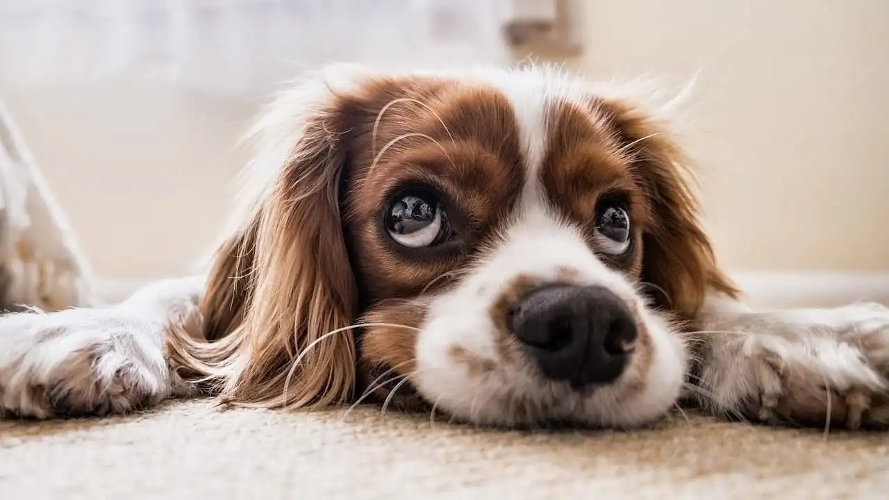 Journey into the Minds of Animals