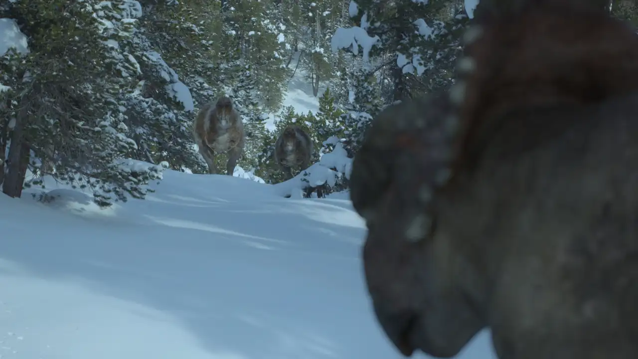 Uncovered: Did Dinosaurs Hunt in Packs?