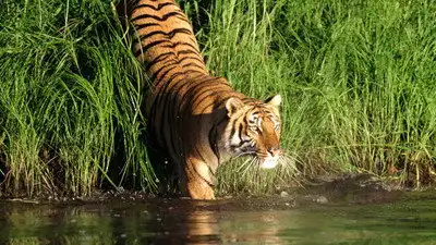 Man-Eating Tigers of the Sundarbans