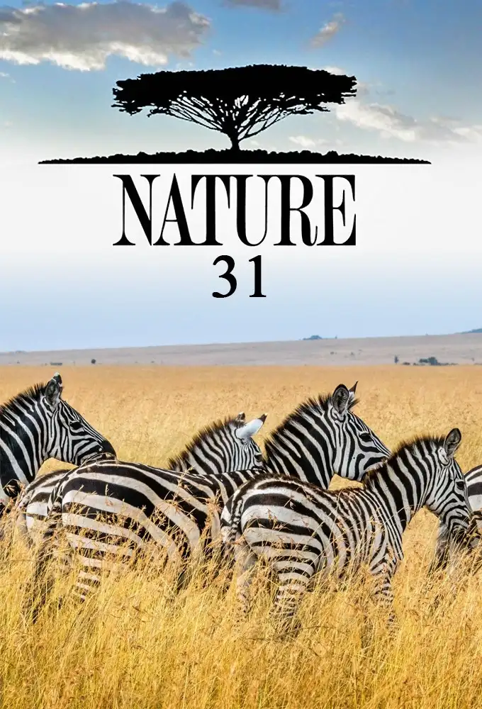 Season 31
