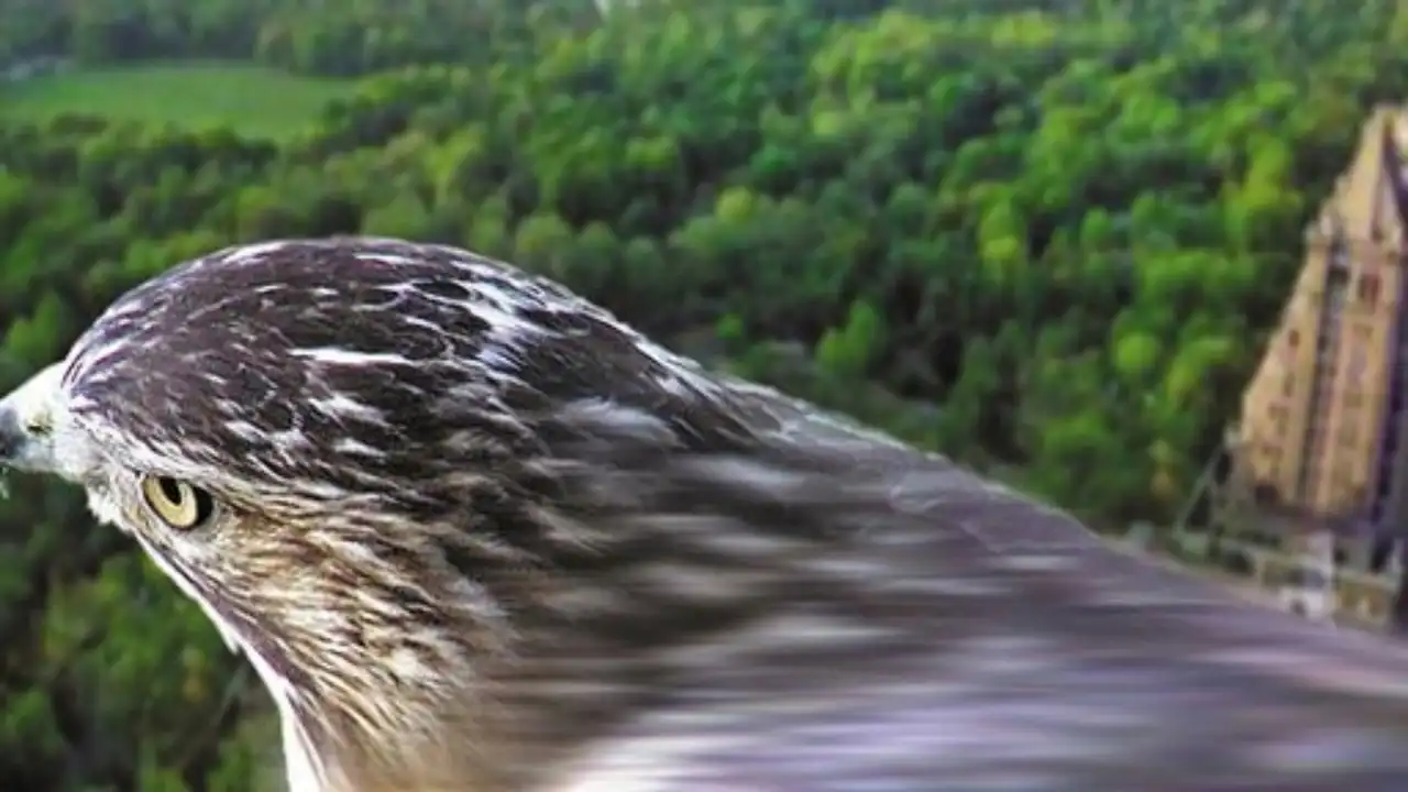 Pale Male