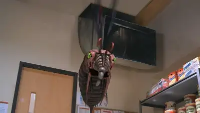 Like A Moth to the Spotlight