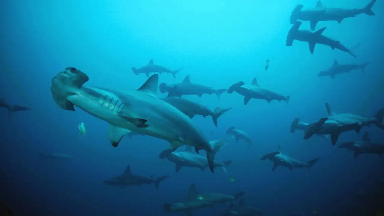Shark Mountain