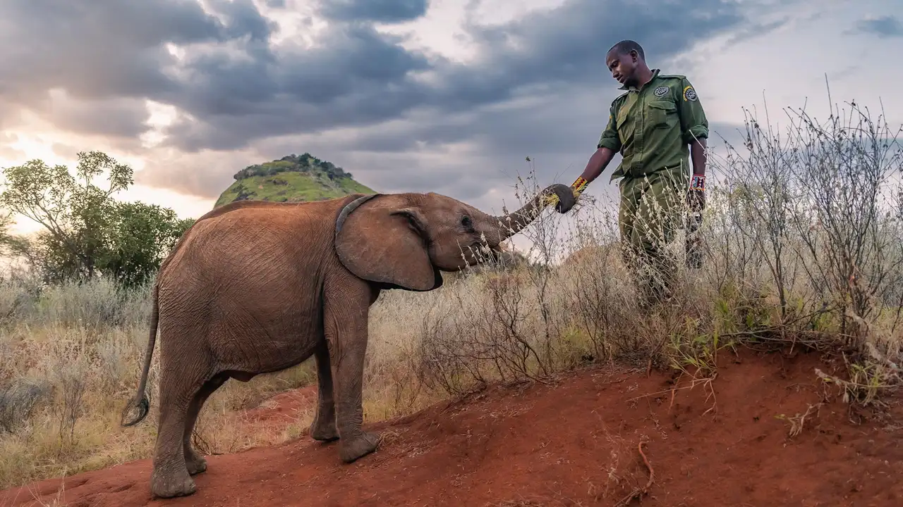 Becoming Elephant: The Orphans of Reteti | Graduation Day