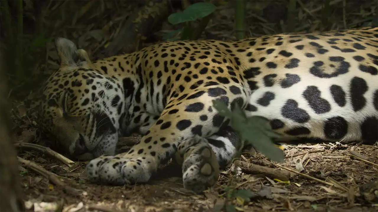 Jaguar Beach