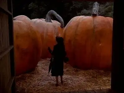 The Pumpkin Competition