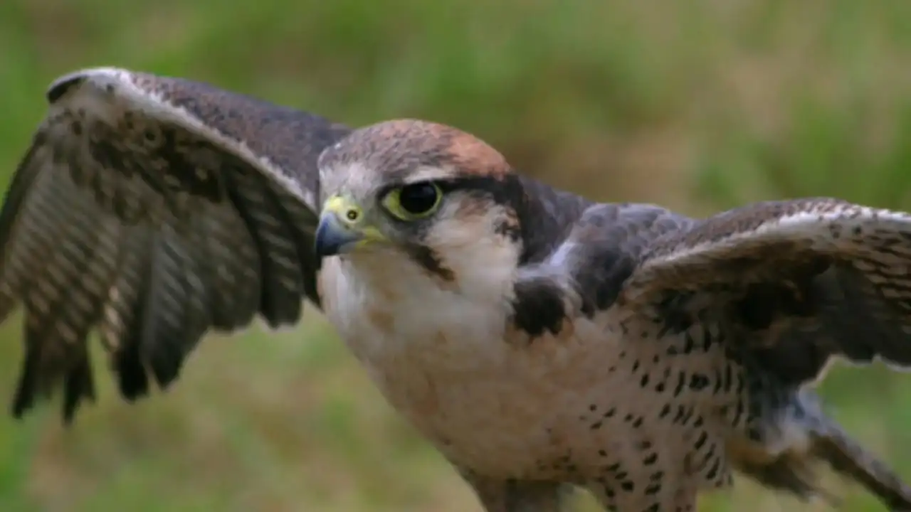 Best of Birds