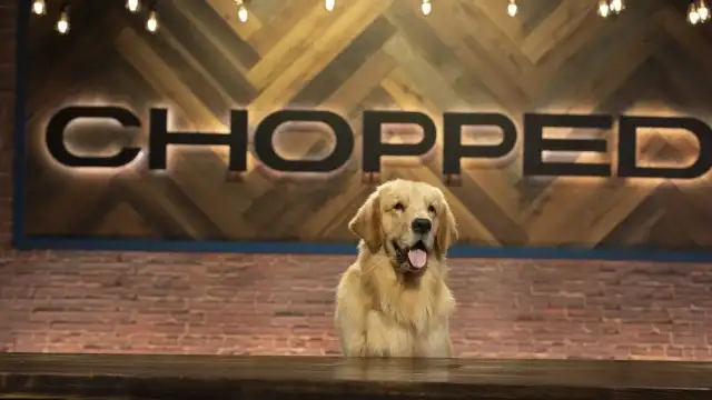 Chef's Best Friend