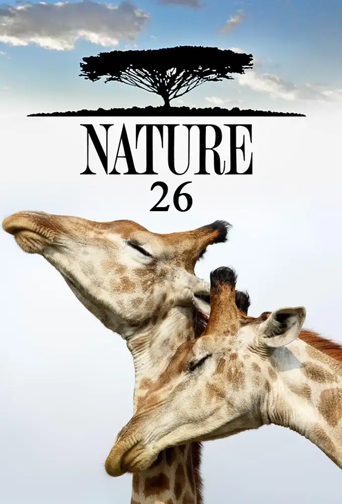 Season 26