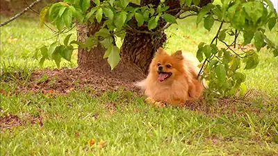 Fluffy Jelly Bean