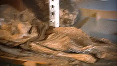 Hurricane Ghost, Deadly Christmas Gift and Roswell Alien