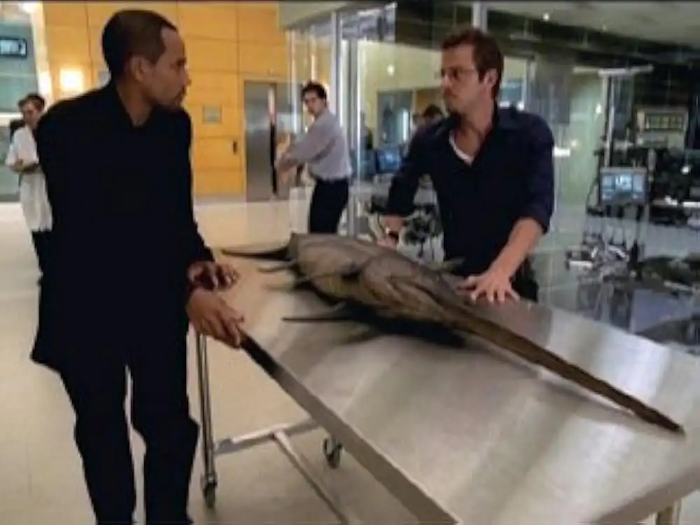 Dancing With The Fishes