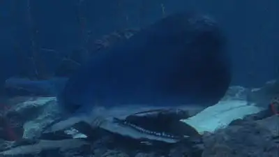 Jonah and the Whale