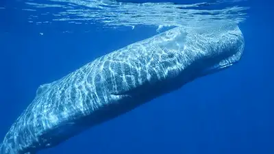 Sperm Whales: the Real Moby Dick