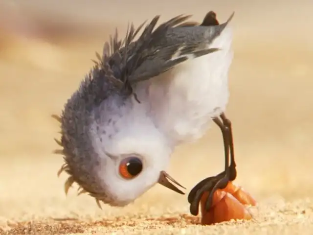 Piper