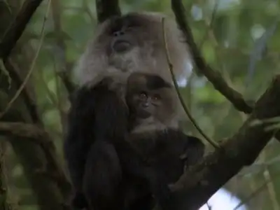 India, Land of the Tiger: Monsoon Forests