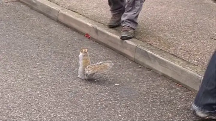 The Squirrel