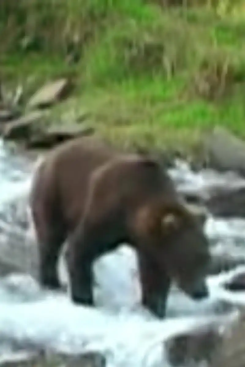 Olie the Bear