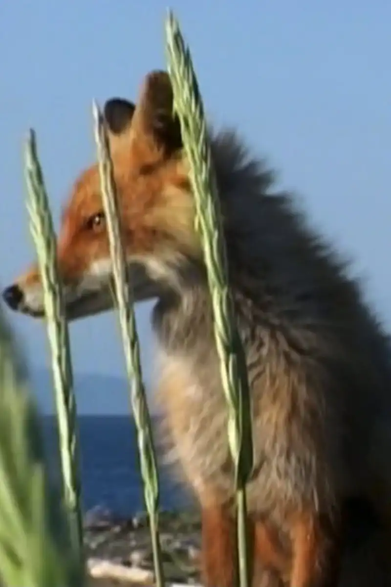 Timmy the Fox