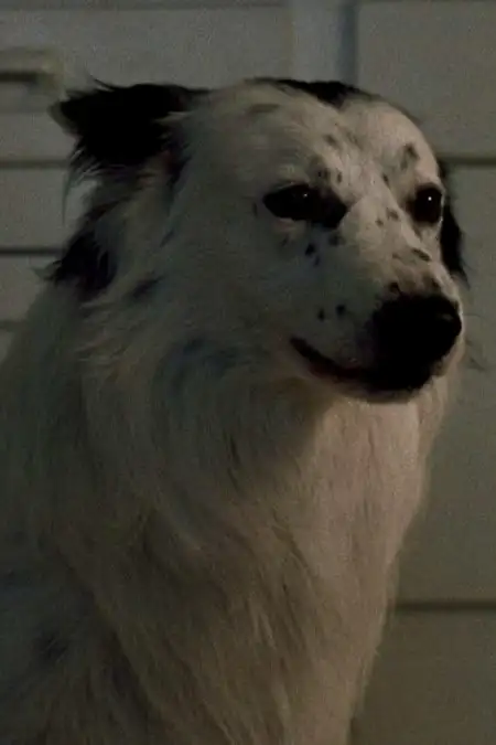 Jake