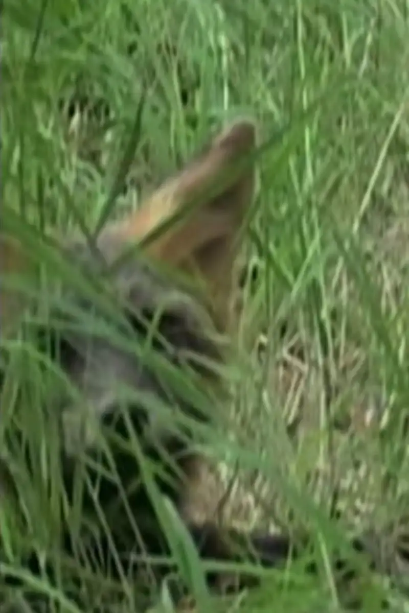 Ghost the Fox